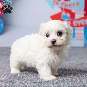 Macy, Havachon Puppy